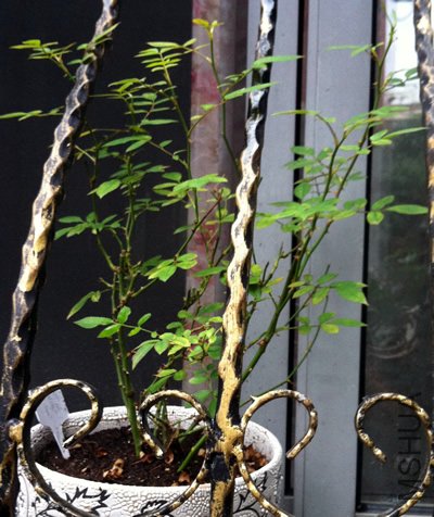 ����õ��(��ʯõ�� ����Ħ��)20120716.jpg