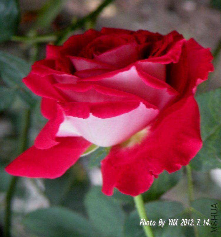 2012.7.14. 021_conew1.jpg