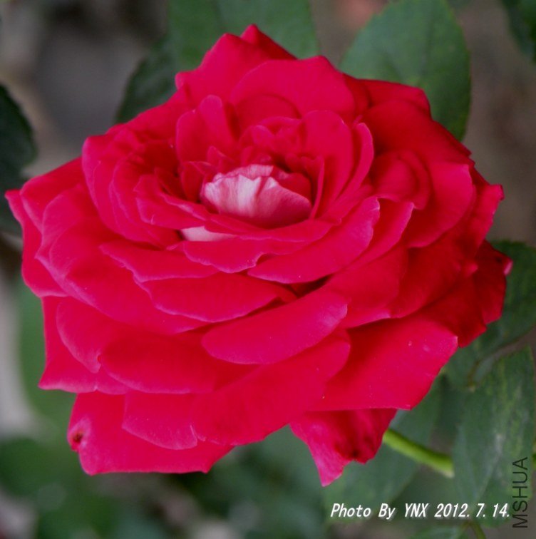 2012.7.14. 019_conew1.jpg