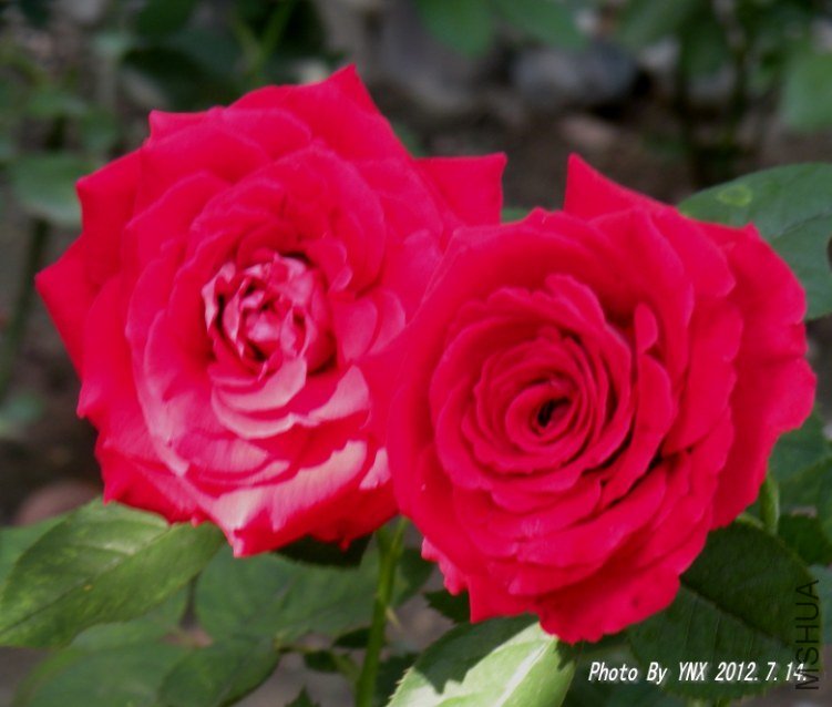 2012.7.14. 014_conew1.jpg