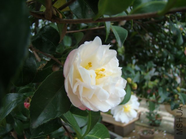 DSC02955.JPG