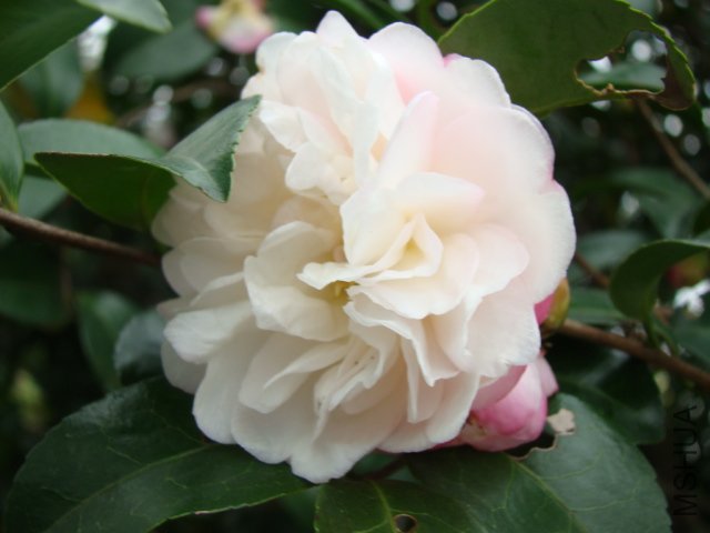 DSC02957.JPG