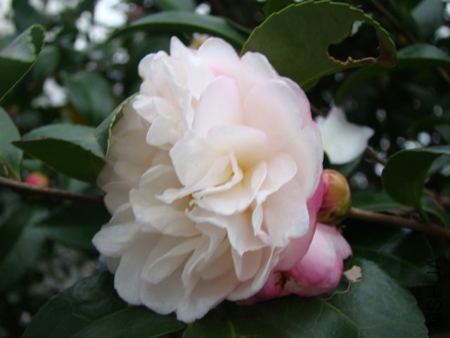 DSC02958.JPG