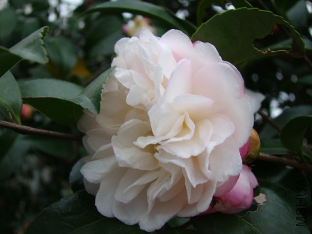 DSC02959.JPG