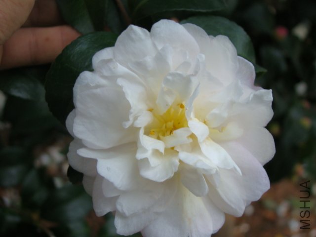 DSC02960.JPG