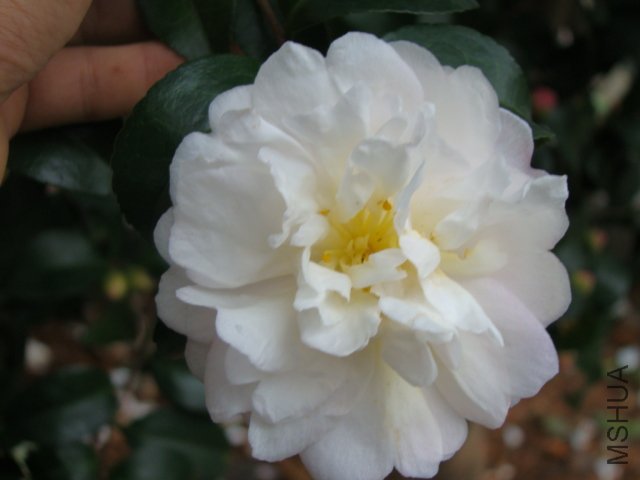 DSC02961.JPG