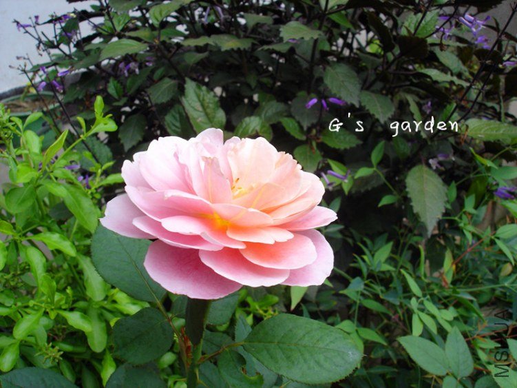 2����  2.jpg