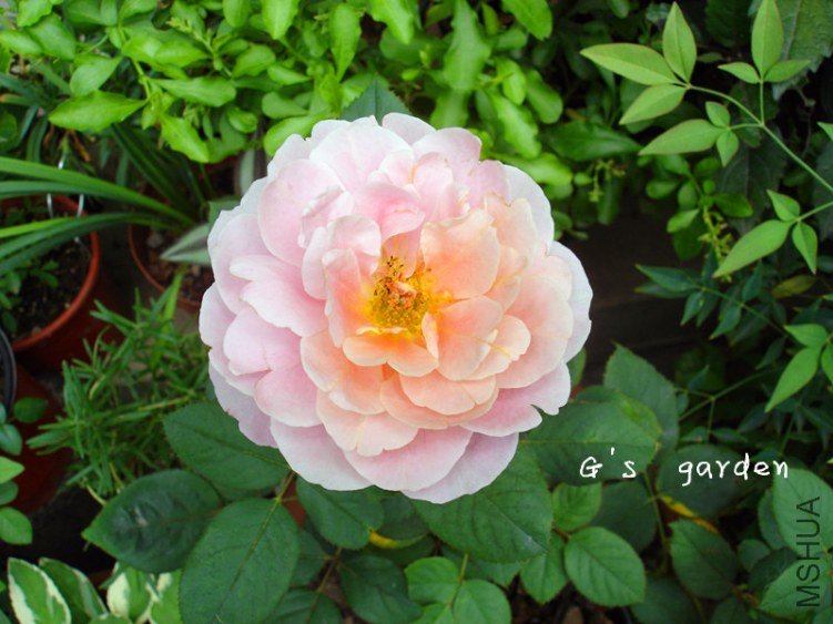 2����  4.jpg