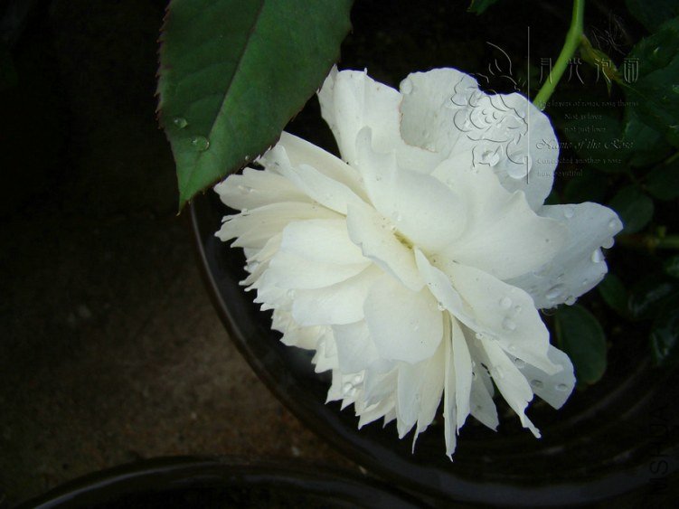 DSC00590_1.JPG