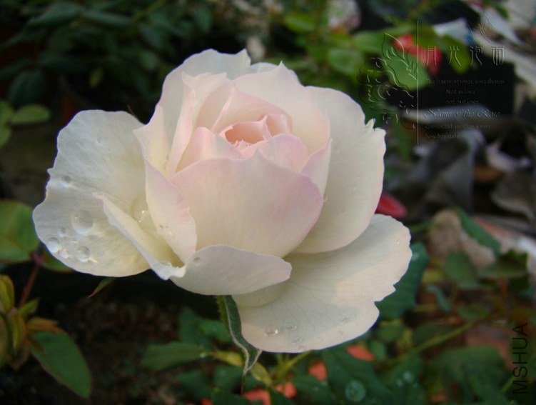QQ��ͼ20120717113734_1.jpg