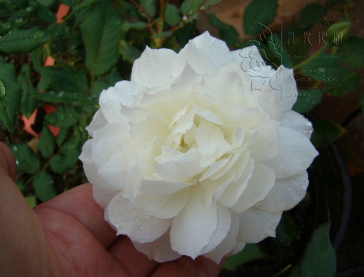 QQ��ͼ20120717113920_1.jpg