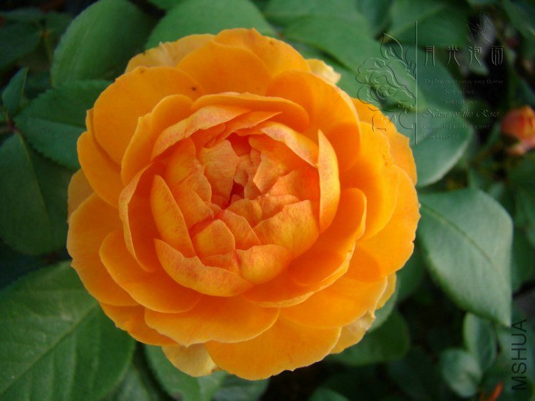 DSC00685.JPG