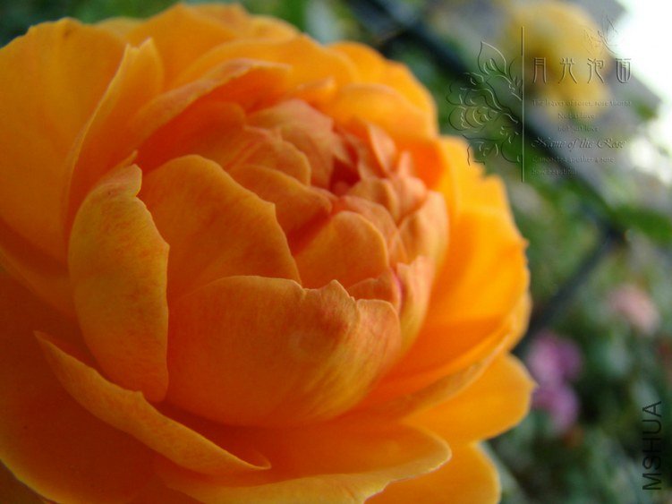 DSC00740.JPG