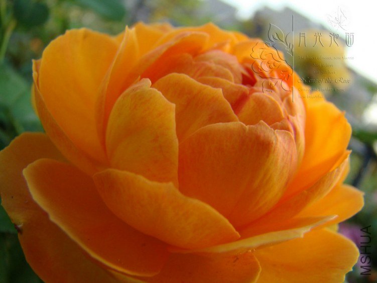 DSC00741.JPG