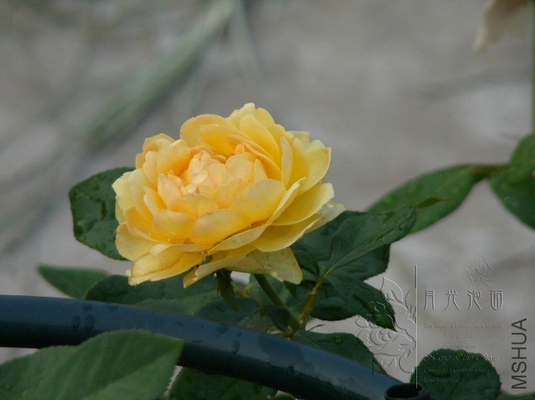 DSC00766.JPG
