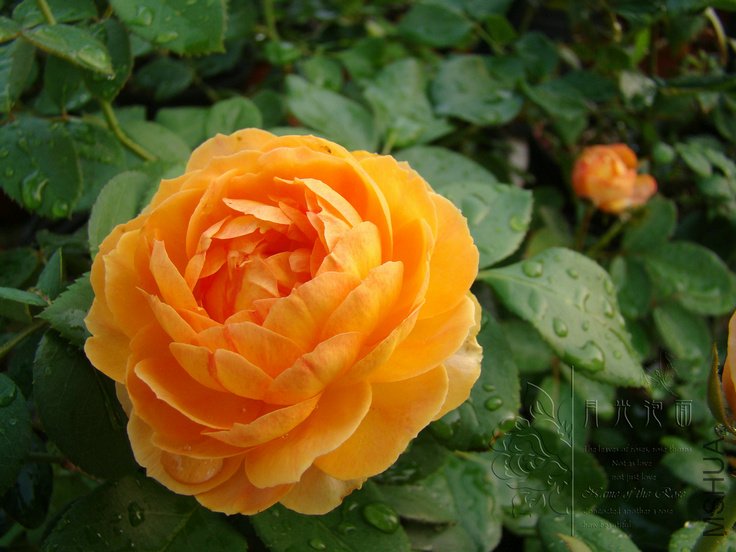 DSC00780.JPG
