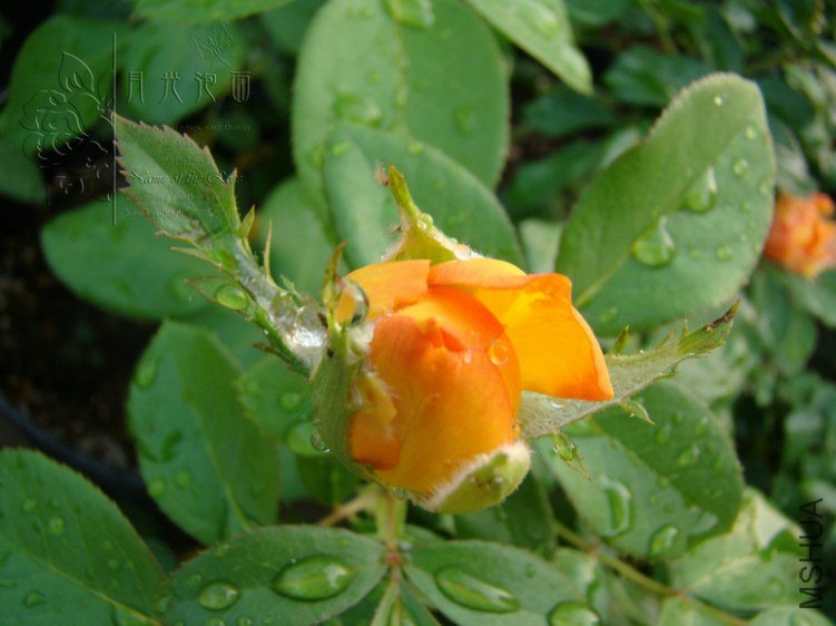 DSC00781.JPG