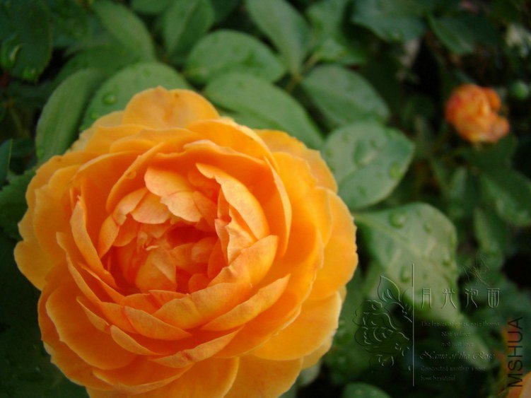 DSC00829.JPG