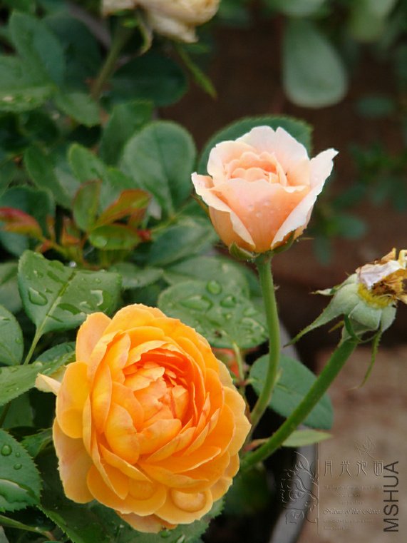 DSC00841.JPG