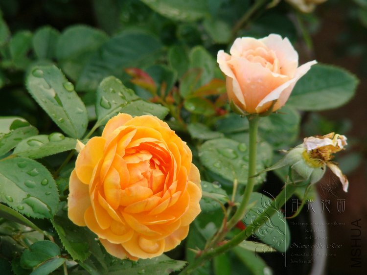 DSC00842.JPG