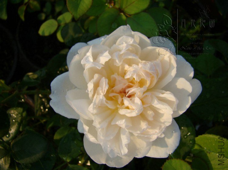 DSC00709.JPG