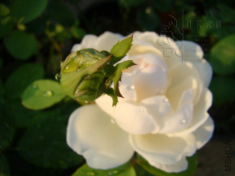 DSC00710.JPG
