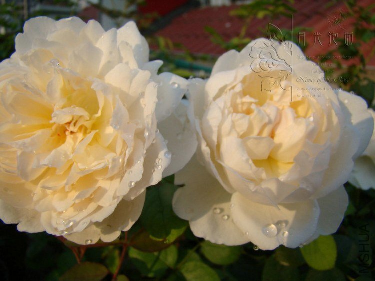 DSC00713.JPG
