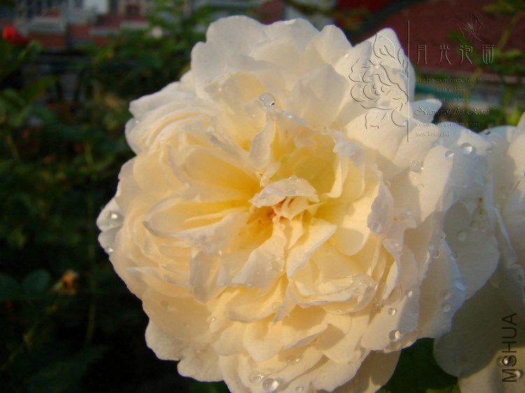 DSC00714.JPG