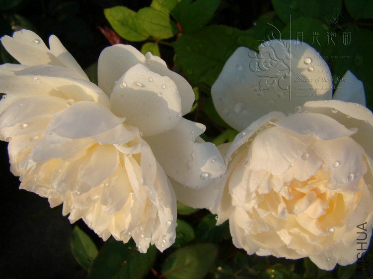 DSC00716.JPG