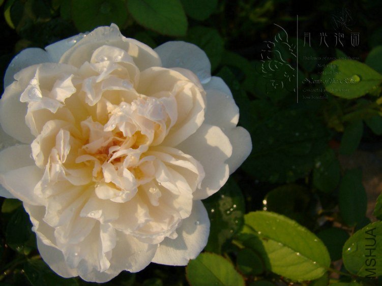 DSC00717.JPG