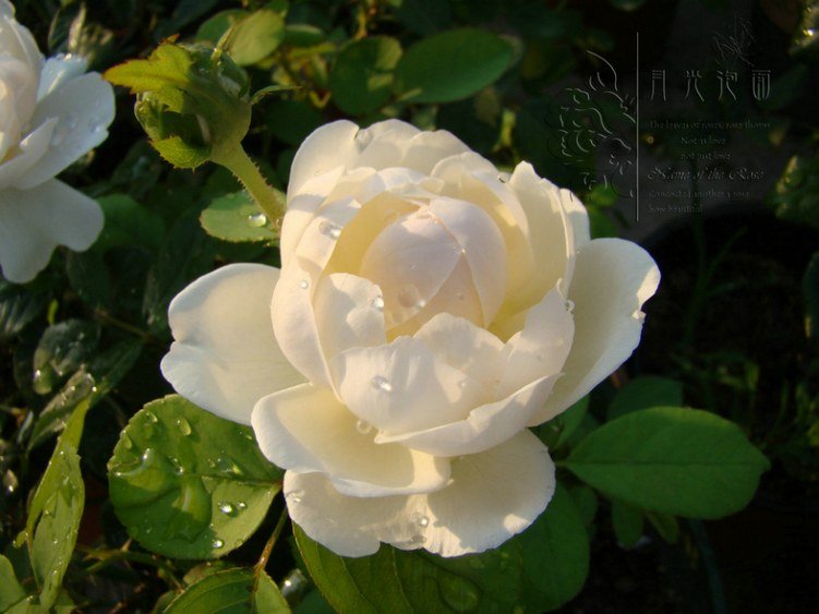 DSC00718.JPG