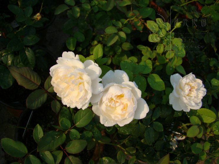 DSC00720.JPG