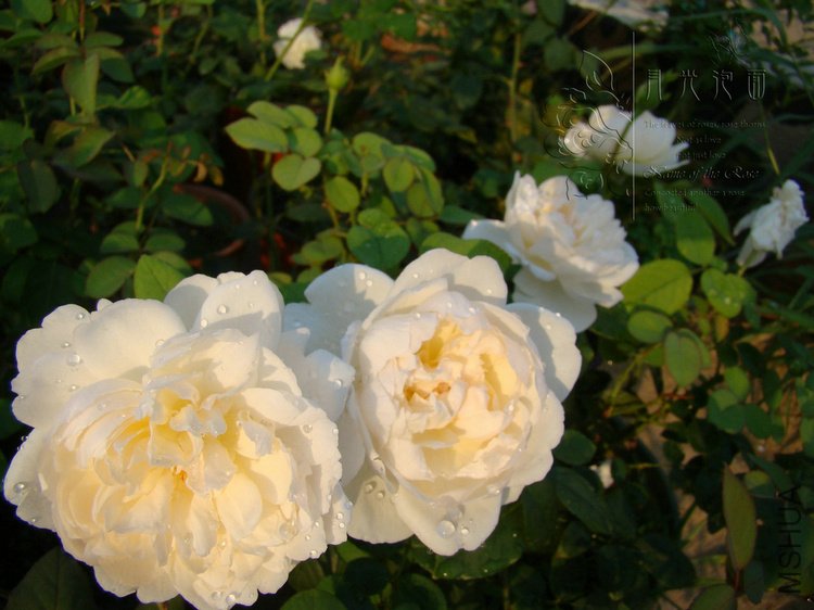 DSC00732.JPG