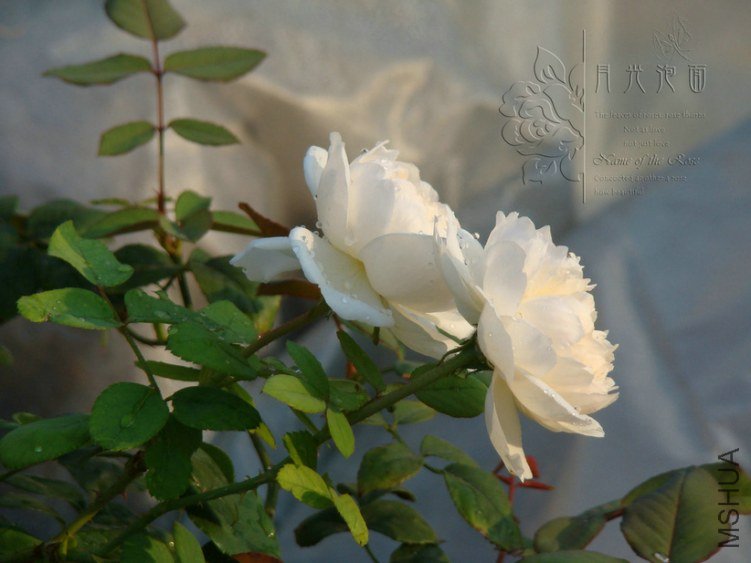 DSC00747.JPG
