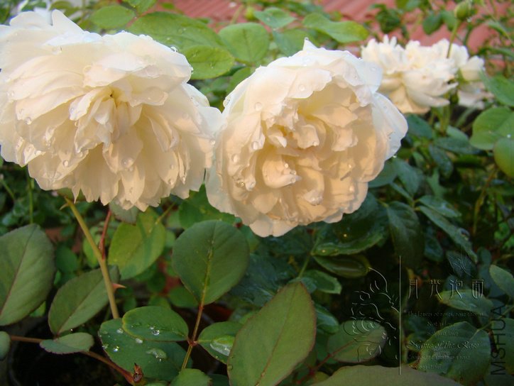 DSC00755.JPG