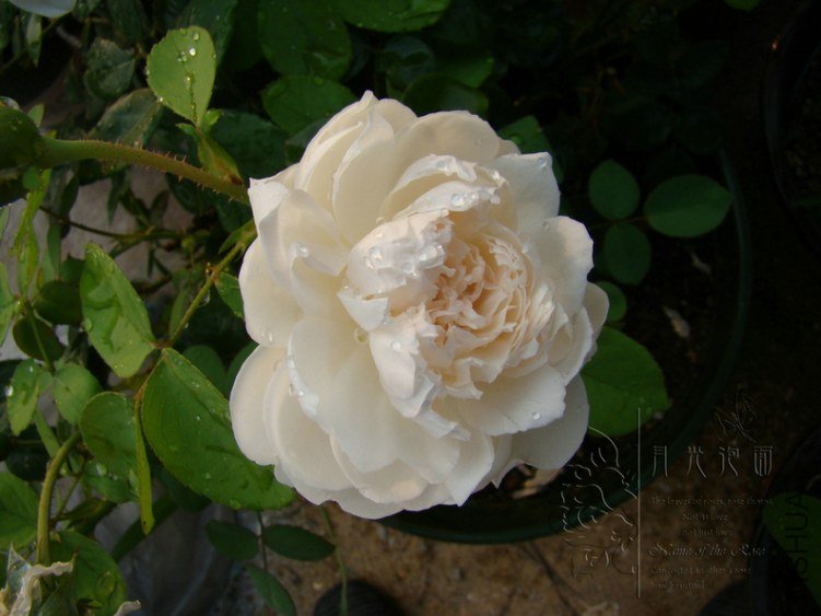 DSC00767.JPG
