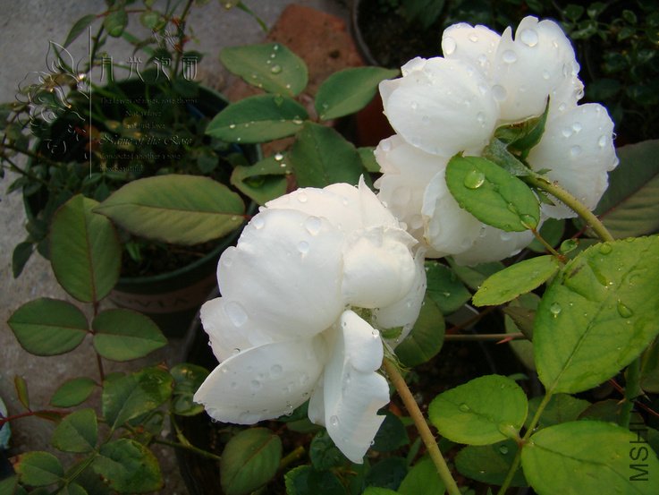 DSC00768.JPG