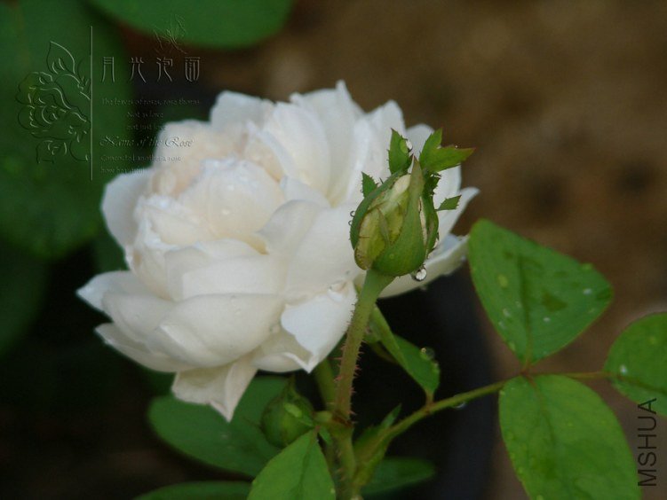 DSC00804.JPG