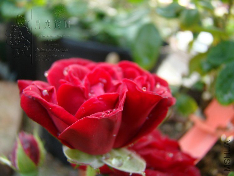 DSC00784.JPG