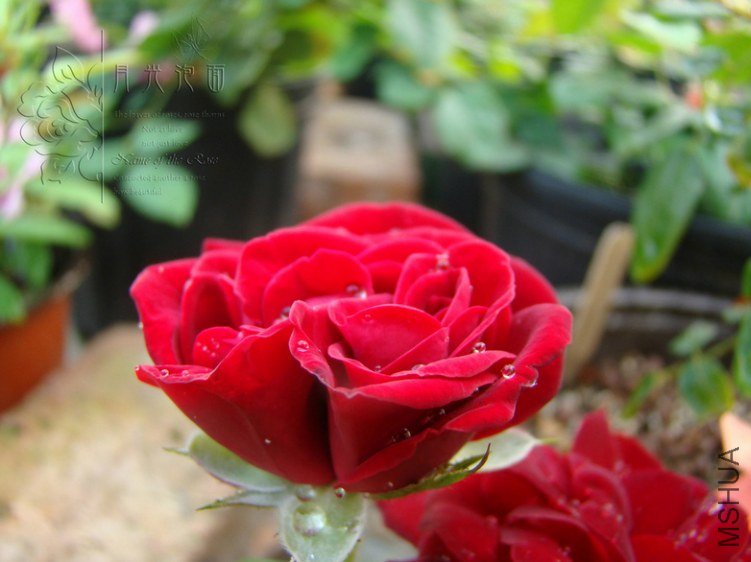 DSC00788.JPG