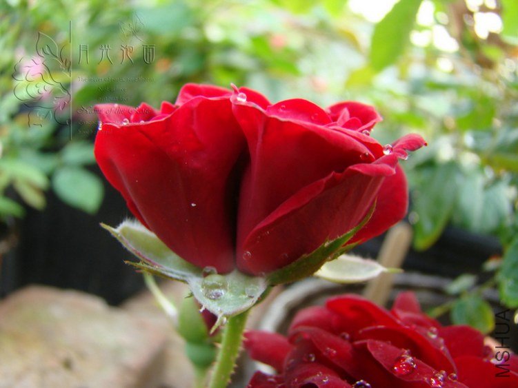 DSC00791.JPG