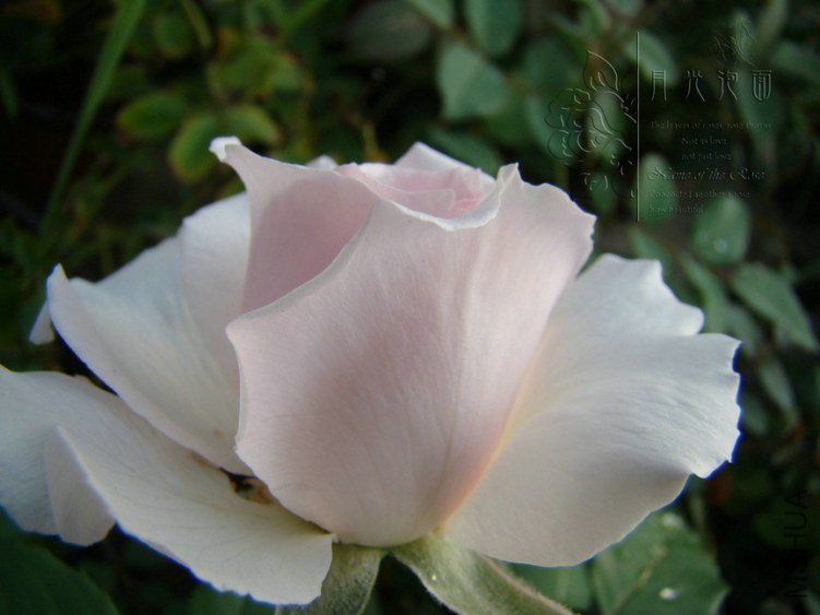 DSC00548.JPG