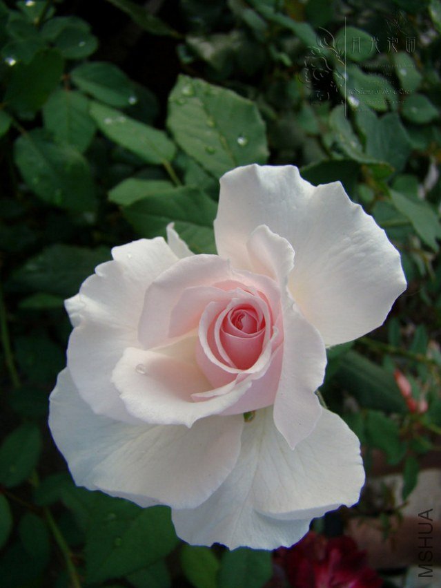 DSC00552.JPG