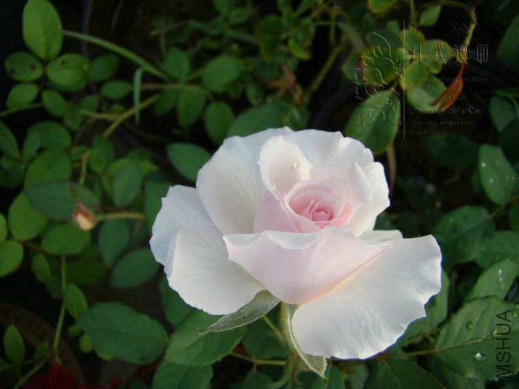 DSC00554.JPG