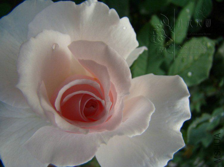 DSC00556.JPG