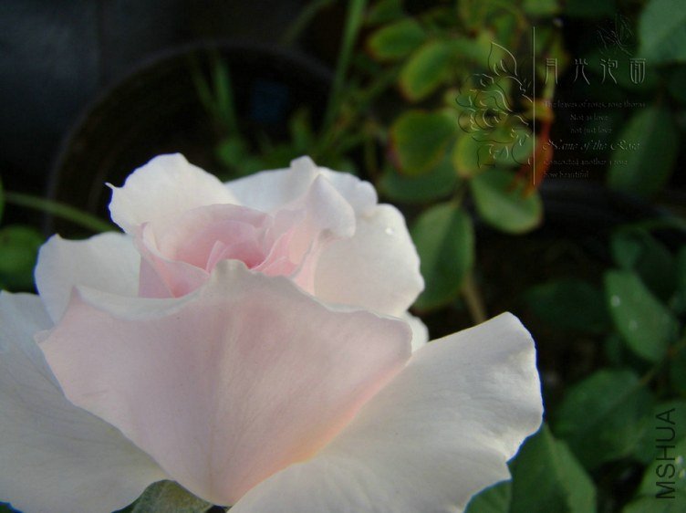 DSC00557.JPG
