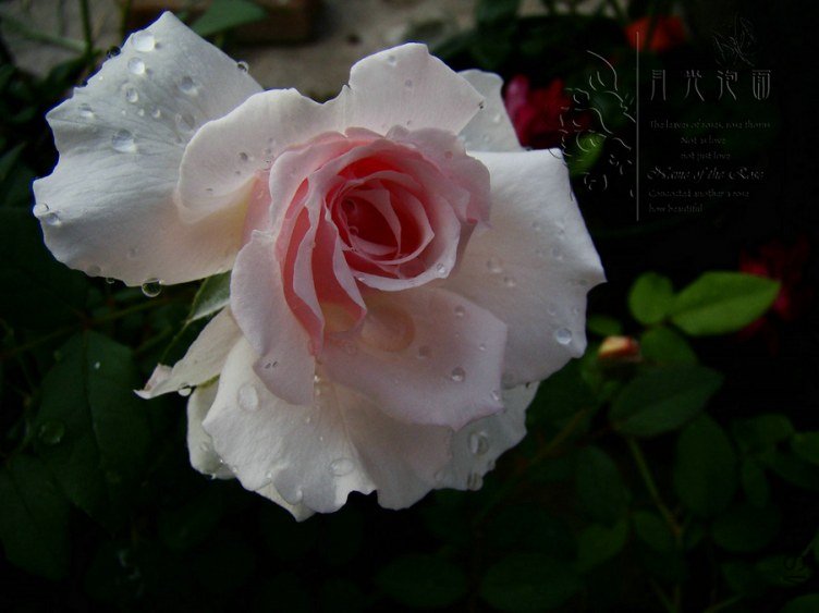 DSC00558.JPG