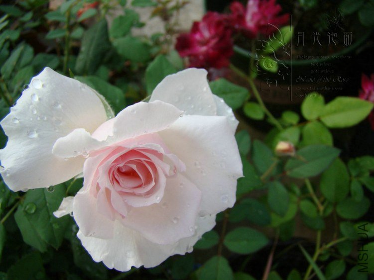 DSC00559.JPG