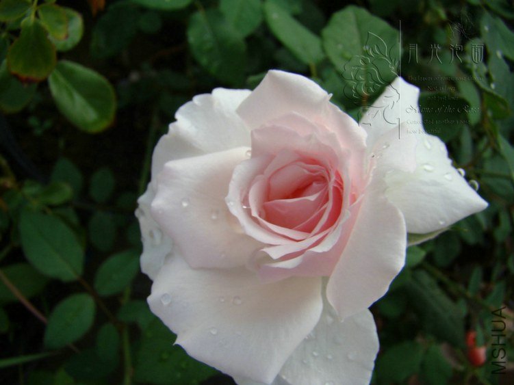 DSC00637.JPG