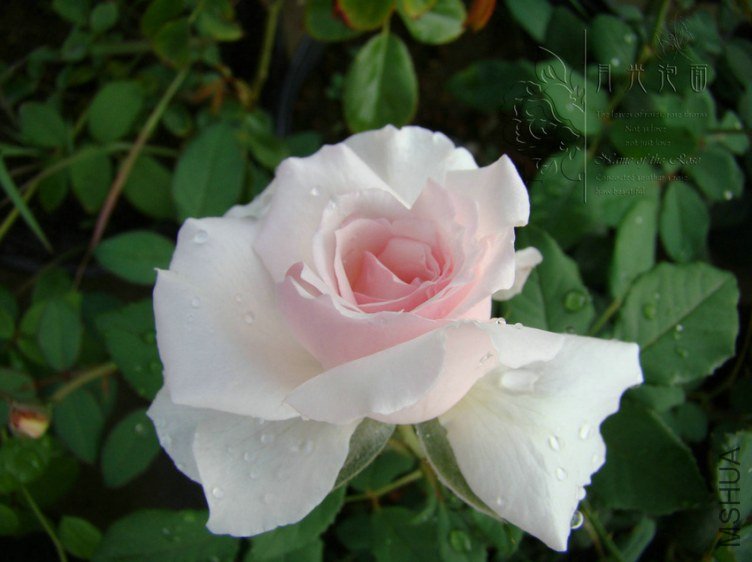 DSC00638.JPG